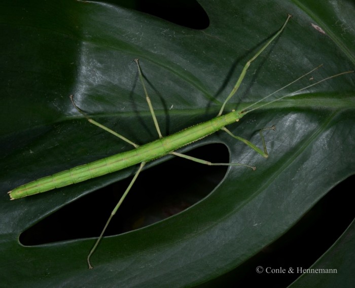 PSH 396 Paramenexenus baleatus adult female